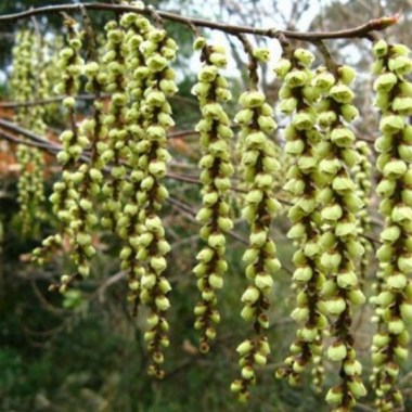 stachyurus (2)